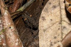 Paurotarsus