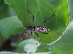 Neoclytus ypsilon