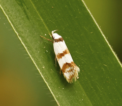 Chezala brachypepla