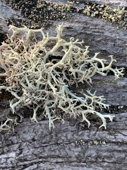Cladonia uncialis