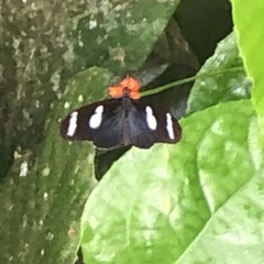 Heliconius