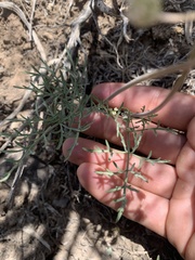 Lomatium