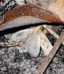 Acrolophus walsinghami
