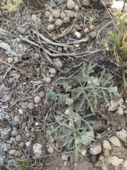 Lomatium