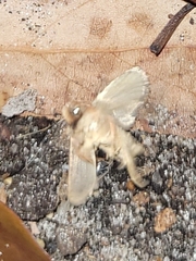 Acrolophus walsinghami