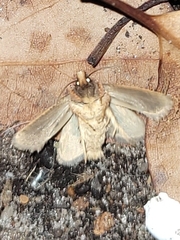 Acrolophus walsinghami