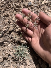 Lomatium