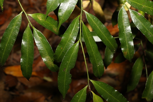 Black pine (Sundacarpus amarus)