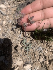 Lomatium