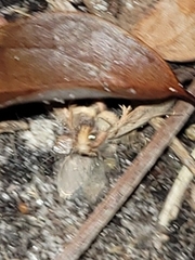 Acrolophus walsinghami