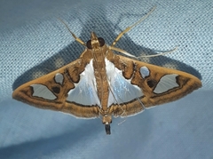 Glyphodes bivitralis