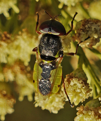 Hedriodiscus truquii