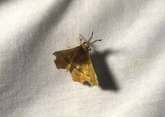 Syllectra