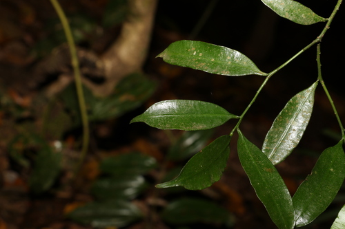 Black pine (Sundacarpus amarus)