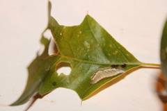 Satyrium edwardsii