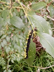 Leucanella viridescens