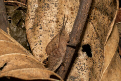 Colpolopha latipennis