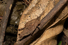 Colpolopha latipennis