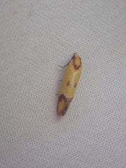 Agapeta zoegana