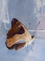 Euthalia aconthea