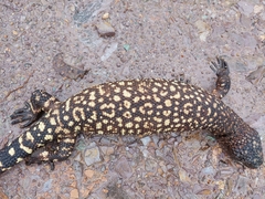 Heloderma horridum