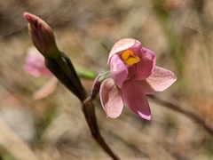 Thelymitra carnea