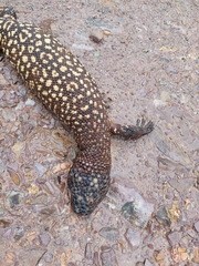 Heloderma horridum
