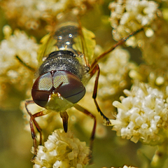 Hedriodiscus truquii