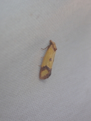 Agapeta zoegana