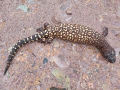 Heloderma horridum