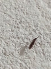 Erioptera