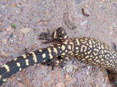 Heloderma horridum
