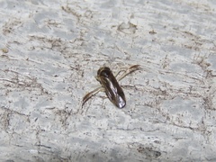 Corixidae