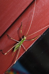 Anthophiloptera dryas