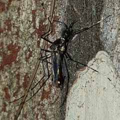 Toxorhynchites speciosus