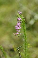 Liatris pauciflora pauciflora