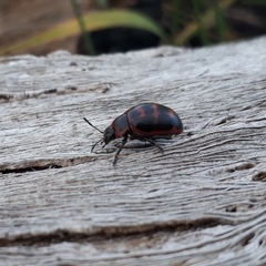 Platyphora congregata