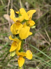 Diuris aurea