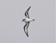 Pterodroma cahow