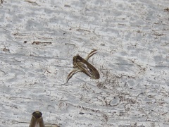 Corixidae