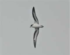 Pterodroma cahow