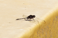 Erythemis plebeja
