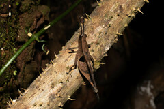 Xiphiola cyanoptera