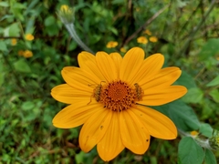 Ochraethes pollinosus