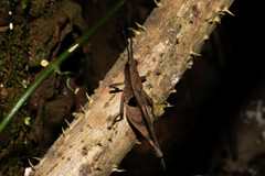 Xiphiola cyanoptera