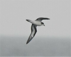 Pterodroma cahow