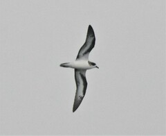 Pterodroma cahow