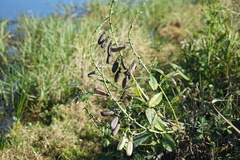 Crotalaria spectabilis