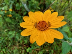 Ochraethes pollinosus