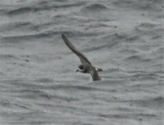 Pterodroma cahow